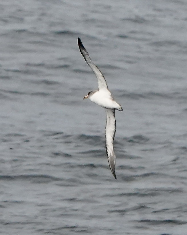 Cory's shearwater